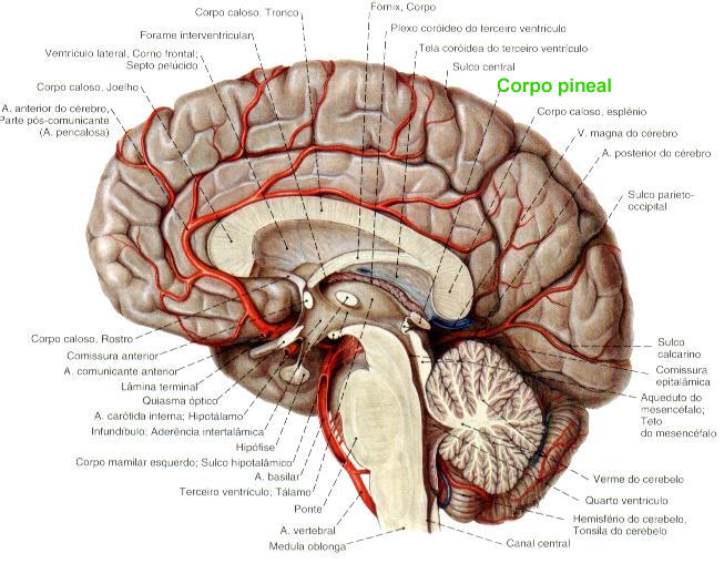10 fatos surpreendentes sobre o cérebro humano